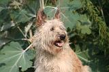 BOUVIER DES ARDENNES 387